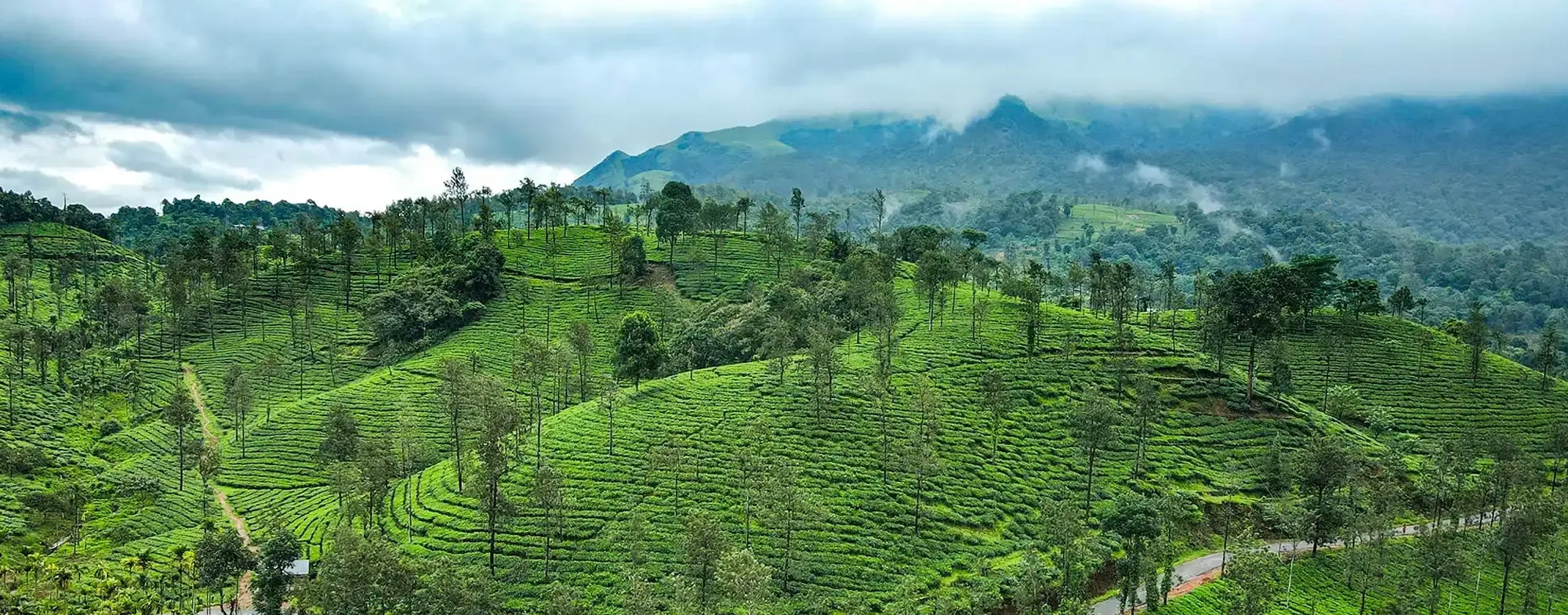 Eletaria - Spice Trails Unlimited, Vandenmedu, Thekkady, Idukki