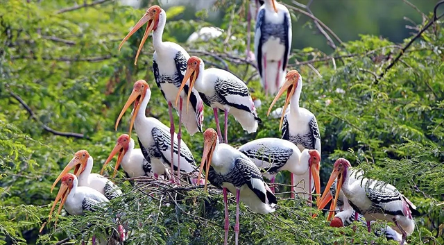 Eletaria - Spice Trails Unlimited, Vandenmedu, Thekkady, Idukki