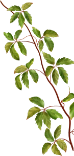 Eletaria - Spice Trails Unlimited, Vandenmedu, Thekkady, Idukki