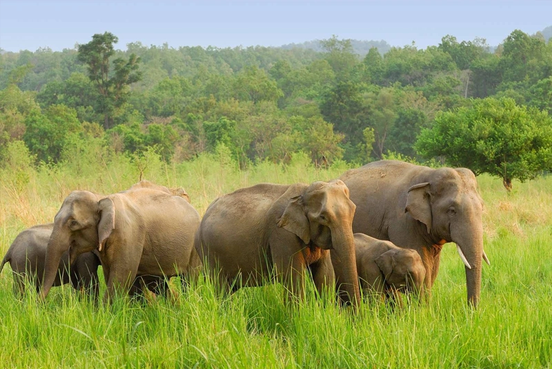 Eletaria - Spice Trails Unlimited, Vandenmedu, Thekkady, Idukki