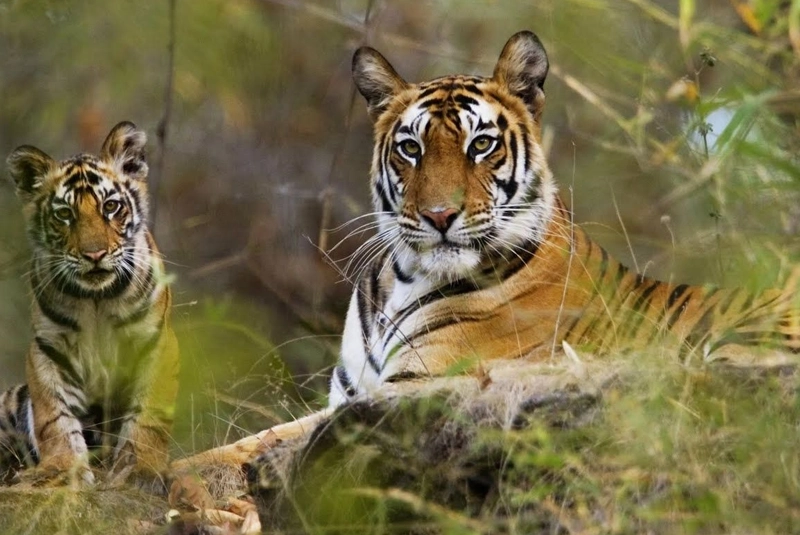 Eletaria - Spice Trails Unlimited, Vandenmedu, Thekkady, Idukki