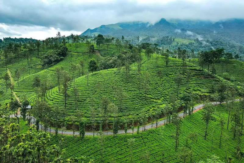 Eletaria - Spice Trails Unlimited, Vandenmedu, Thekkady, Idukki